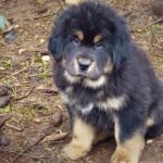 Hình dáng Chó tibetan mastiff khi 2-3 tháng tuổi