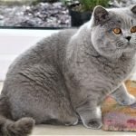 Vóc dáng của 1 chú Mèo Anh Lông Ngắn trưởng thành Được Chăm Bẵm Béo Ú Ụ