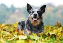 Đôi nét về chó chăn bò Úc (Australian Cattle Dog)