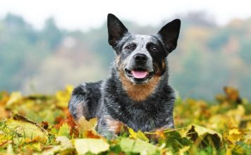 Đôi nét về chó chăn bò Úc (Australian Cattle Dog)