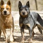 Đôi nét về chó chăn bò Úc (Australian Cattle Dog)