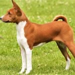 Vóng dáng thon gọn của chó Basenji được ví như trai hàn quốc vậy