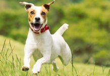 Chó sục Jack Russell Terrier- giống chó nhỏ thông minh và ranh mãnh