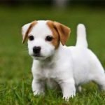 Chó sục Jack Russell Terrier- giống chó nhỏ thông minh và ranh mãnh
