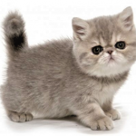 Mèo Exotic Khá Năng Động Và Hiền Lành