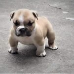 Bully con với vóc dáng đã rất uy nghi