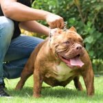 Bully mau red - hay còn gọi là màu vàng cháy