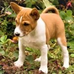 Tạo thói quen như bạn mong muốn khi chó Basenji còn nhỏ