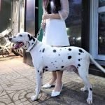 Vóc dáng Chú chó Đốm trưởng thành tại Tp.Hcm