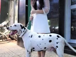 Vóc dáng Chú chó Đốm trưởng thành tại Tp.Hcm