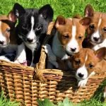 Đàn chó Basenji nhỏ đến tuổi tìm nhà mới