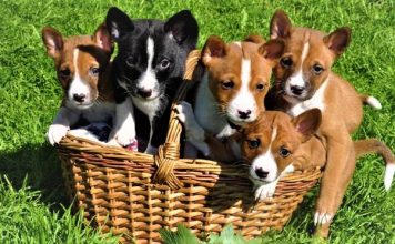 Chó Basenji – chú chó thanh lịch không bao giờ sủa Đàn chó Basenji nhỏ đến tuổi tìm nhà mới