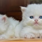 Với khuôn mặt đáng yêu, chỉ cần nhìn thấy thôi là bạn sẽ muốn sở hữu chúng ngay