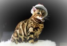 Mèo Bengal – Giống mèo đẹp và đắt giá nhất thế giới Mèo Bengal với phong cách hiphop