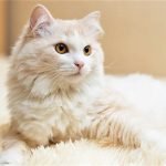 Mèo Angora Turkish