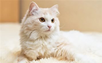 Mèo Turkish Angora – giống mèo độc lạ của Thổ Nhĩ Kỳ Mèo Angora Turkish