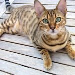 Yêu từ cái nhìn đầu tiên - cats Bengal