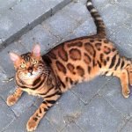 Khuôn hình và màu sắc đầy cuốn hút từ Mèo Bengal