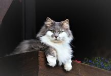 Mèo Mỹ và những điều bạn cần biết meo long dai hoa ky mainecoon
