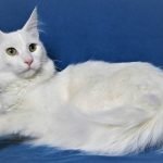 Mèo Turkish Angora màu trắng trưởng thành