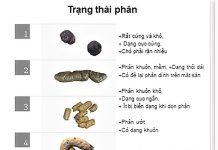 Cách nhìn phân đoán bệnh của chó mèo hiệu quả