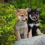 cap doi shiba inu mau vang va mau blacktan