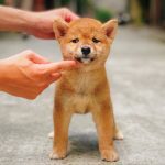 cho shiba xuat ban tai trai Pet House Thu Canh Viet