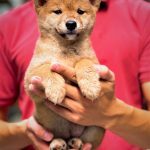 shiba inu 2 thang tuoi tai trai PetHouse Thu Canh Viet