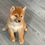 shiba nho 2 thang