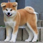 akita nhap 3 thang tuoi