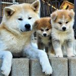 cho akita me va 2 dua akita con