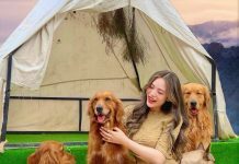Chó Golden mua ở đâu và chăm sóc như thế nào để chó khỏe mạnh?