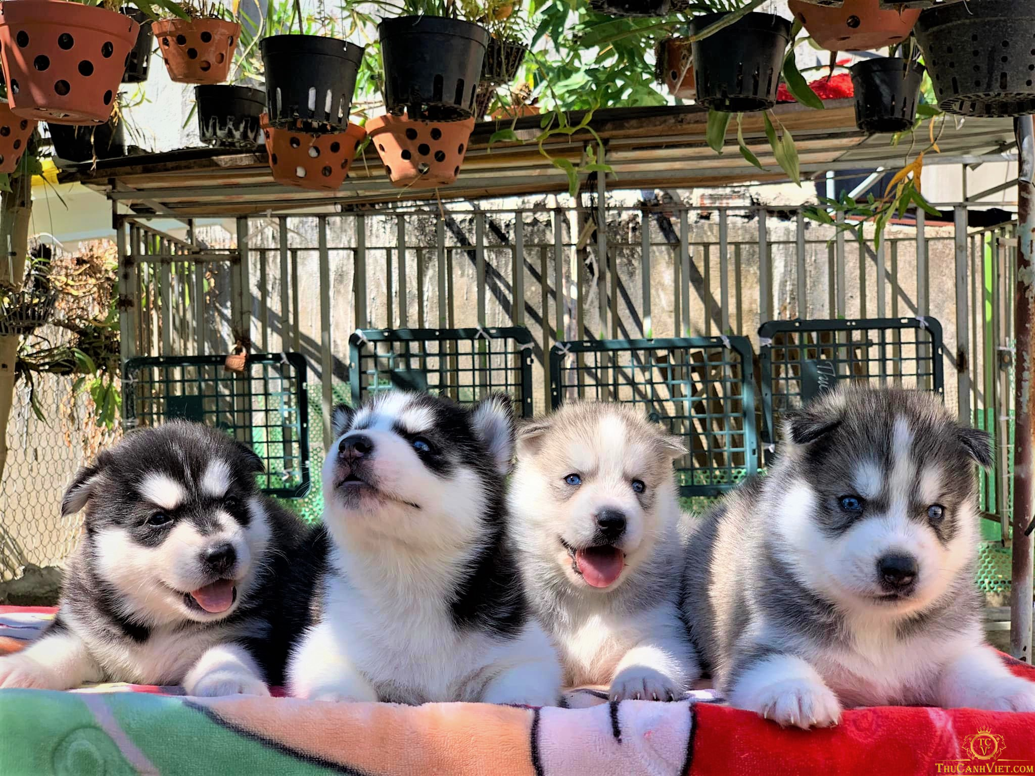Tìm hiểu về chó Husky