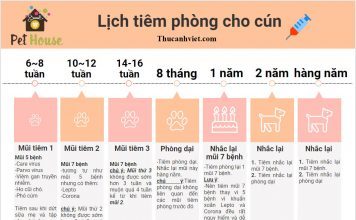 Lịch tiêm phòng cho chó