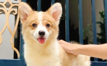 corgi dep 2 thang tuoi