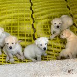 labrador vang kim dep có giấy vka