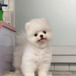 phoc soc mat gau long trung kute