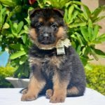 cho becgie con gsd long demi