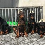 Đàn chó doberman thuần chủng 3 tháng tuổi sở hữu nguồn gen tốt, bố mẹ nhập châu âu