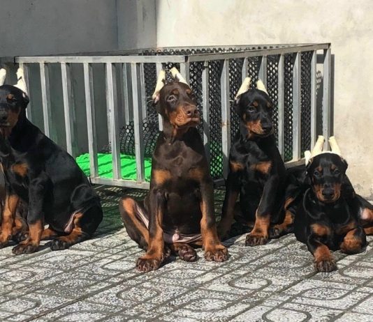 Đàn chó doberman thuần chủng 3 tháng tuổi sở hữu nguồn gen tốt, bố mẹ nhập châu âu