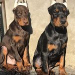 2 bé doberman thuần chủng hàng đẹp đã được cắt tai và đang dưỡng tai