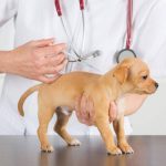 Bệnh parvo là một bệnh nhiễm trùng tiêu hóa do virus parvovirus gây ra