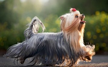 Chó Yorkshire Terrier – loài chó dễ thương và sang chảnh hàng đầu thế giới