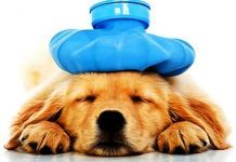 Bệnh Lepto ở chó – Triệu chứng và cách phòng tránh