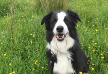 Khám phá đặc điểm và tính cách độc đáo của giống chó Border Collie