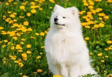 Tìm hiểu về giống chó Samoyed: Nguồn gốc và cách nuôi dưỡng