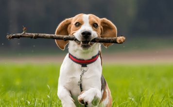 Tìm hiểu về giống chó Beagle – Giống chó săn nhỏ nhất thế giới