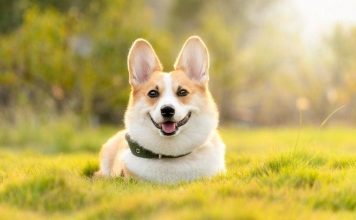 Tìm hiểu về giống chó Corgi – Giống chó chân ngắn siêu dễ thương