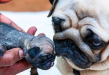 Cách chăm sóc chó cảnh mới đẻ: Kiến thức cần biết và lưu ý