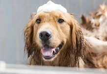Chăm sóc lông chó Golden Retriever – Những lưu ý bạn cần biết